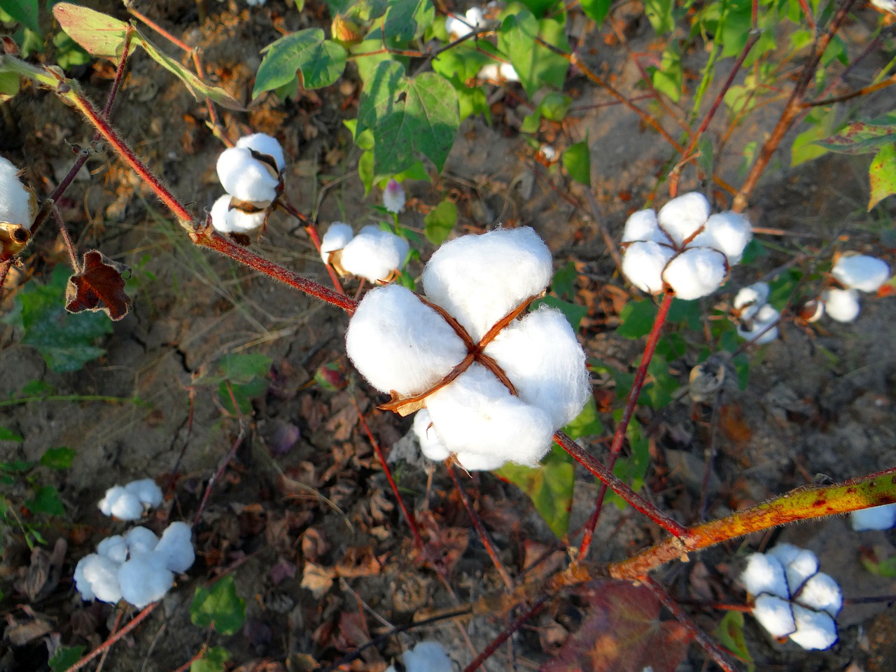 Early Sowing Can Increase Cotton Yield