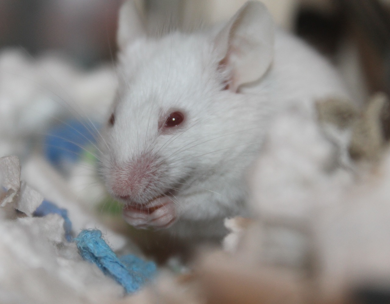 Experiments in Rats Show Some Bad Memories Can Be Forgotten
