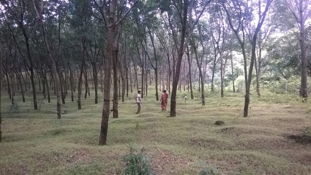 A full-grown rubber plantation Source - S. Suresh Ramanan