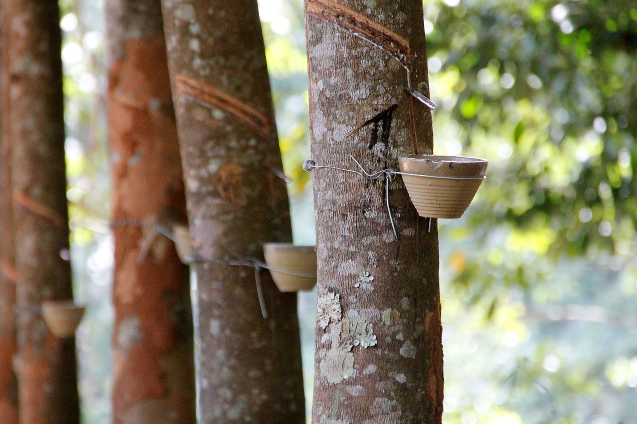 Breeding Dual Purpose Rubber Trees