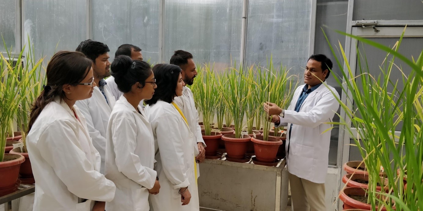 Scientists Develop Transgenic Rice That Can Grow Under High Salinity and Drought