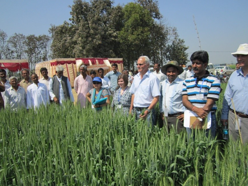 Scientists Find Genomic Regions That Decide Zinc Density in Wheat