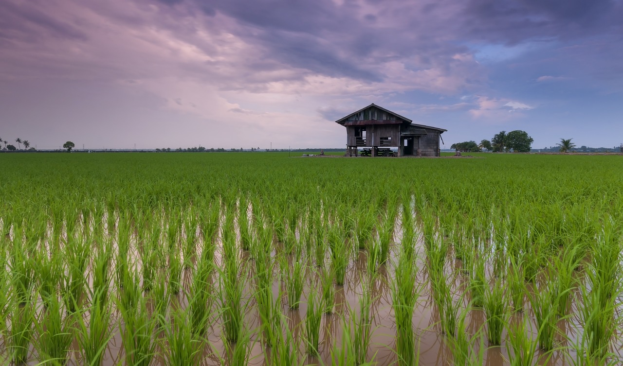 Excess of N Fertilizers Hampers Germination and Root Growth in Rice