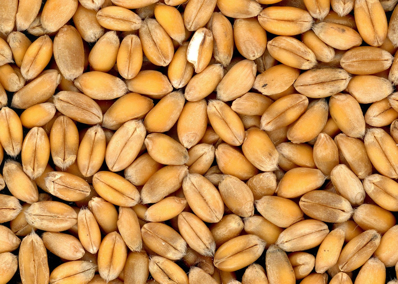 Scientists Find Genomic Regions That Decide Zinc Density in Wheat