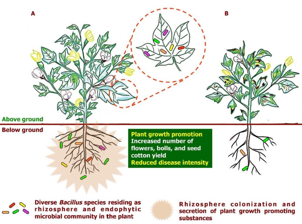 Buttermilk-Based Bioformulation Helps In Cotton Disease Control