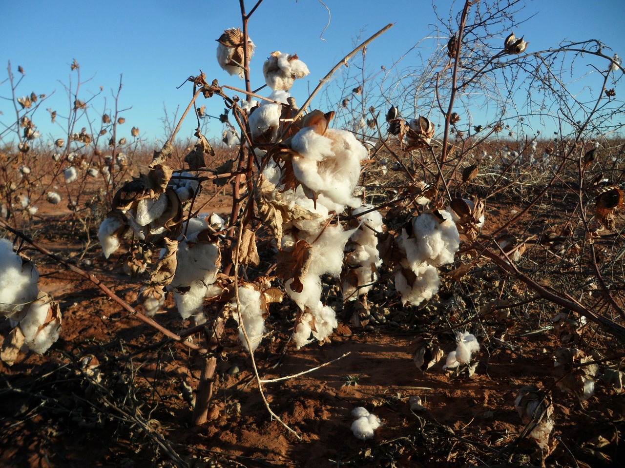 Buttermilk-Based Bioformulation Helps In Cotton Disease Control