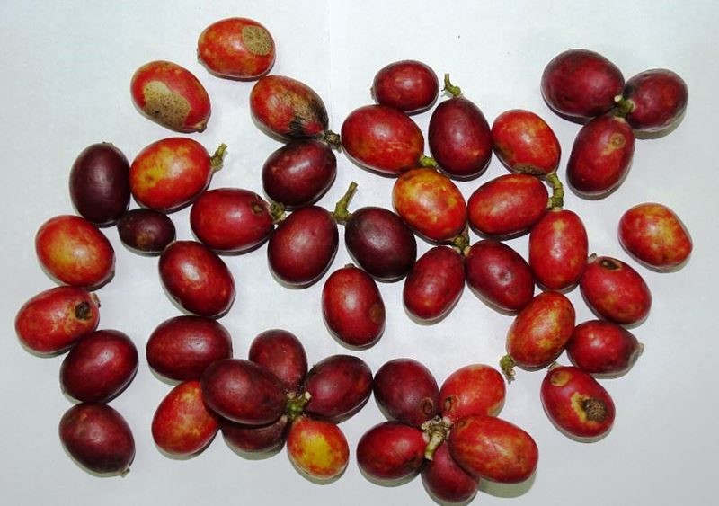 Freshly harvested fruits