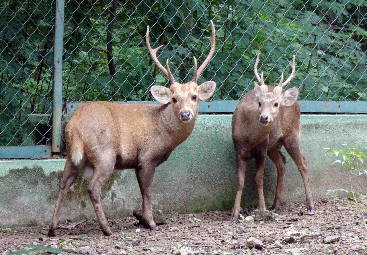 Genetic Study Reveals Presence of Rare Sub-Species of Hog Deer