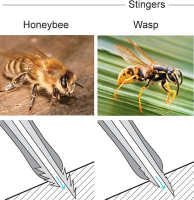 Insect Stings Inspire Syringe-Needle Designs