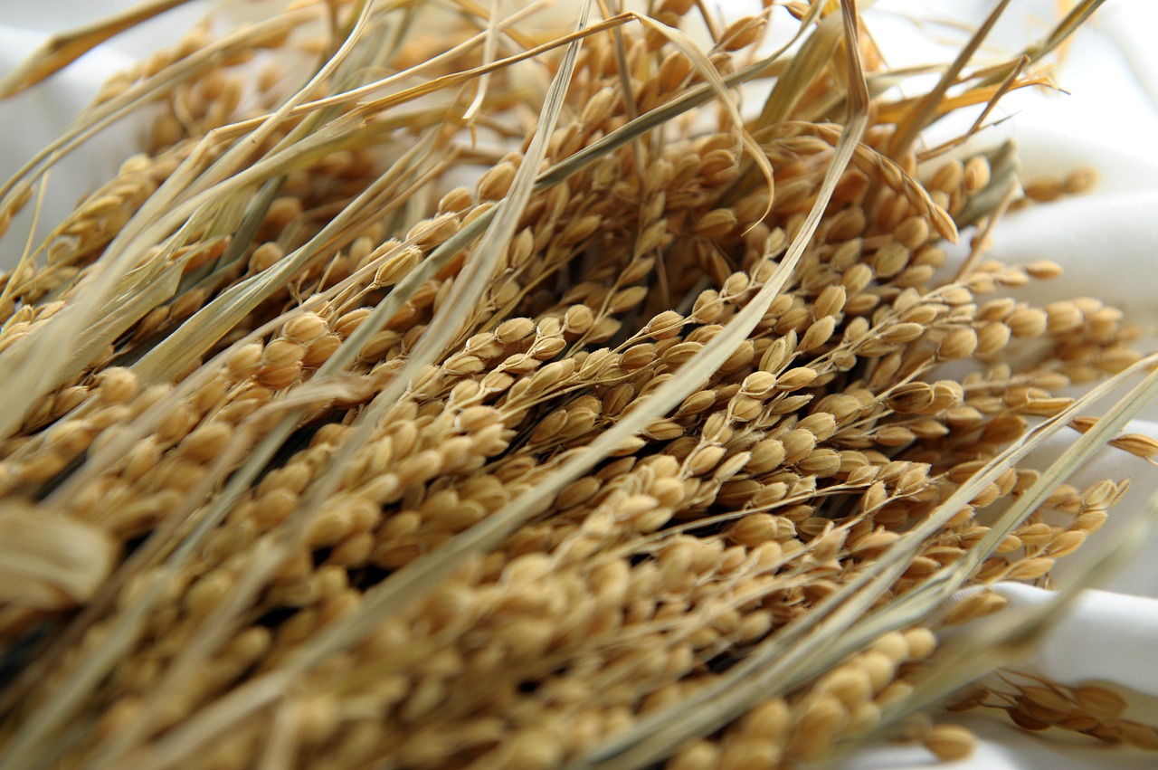 Researchers Develop Transgenic Rice with Reduced Arsenic Accumulation