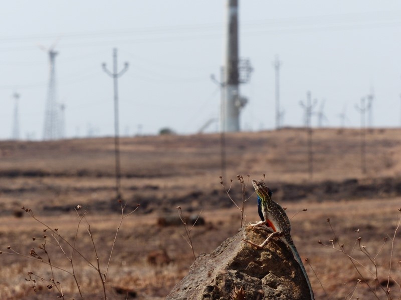 Sarada superba lizard on site. (credit - Abi Vanak)