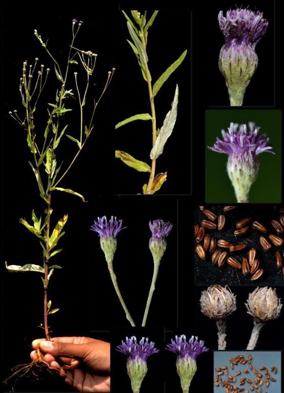 New Invasive Weed Spotted in Karnataka