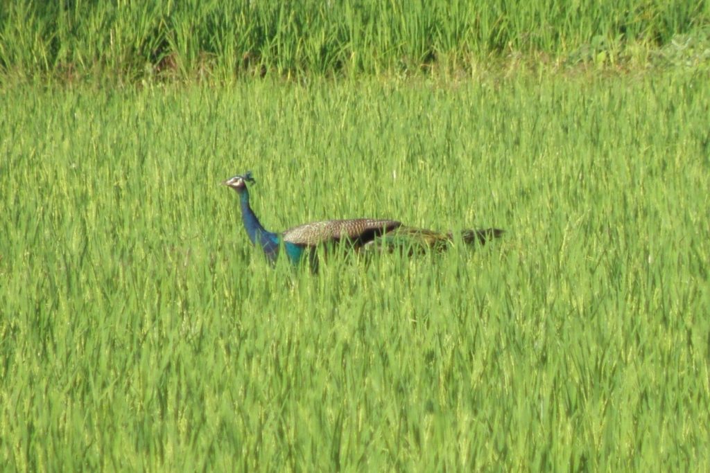 Researchers Quantify Damage Caused By Pea-Fowls to Farmers