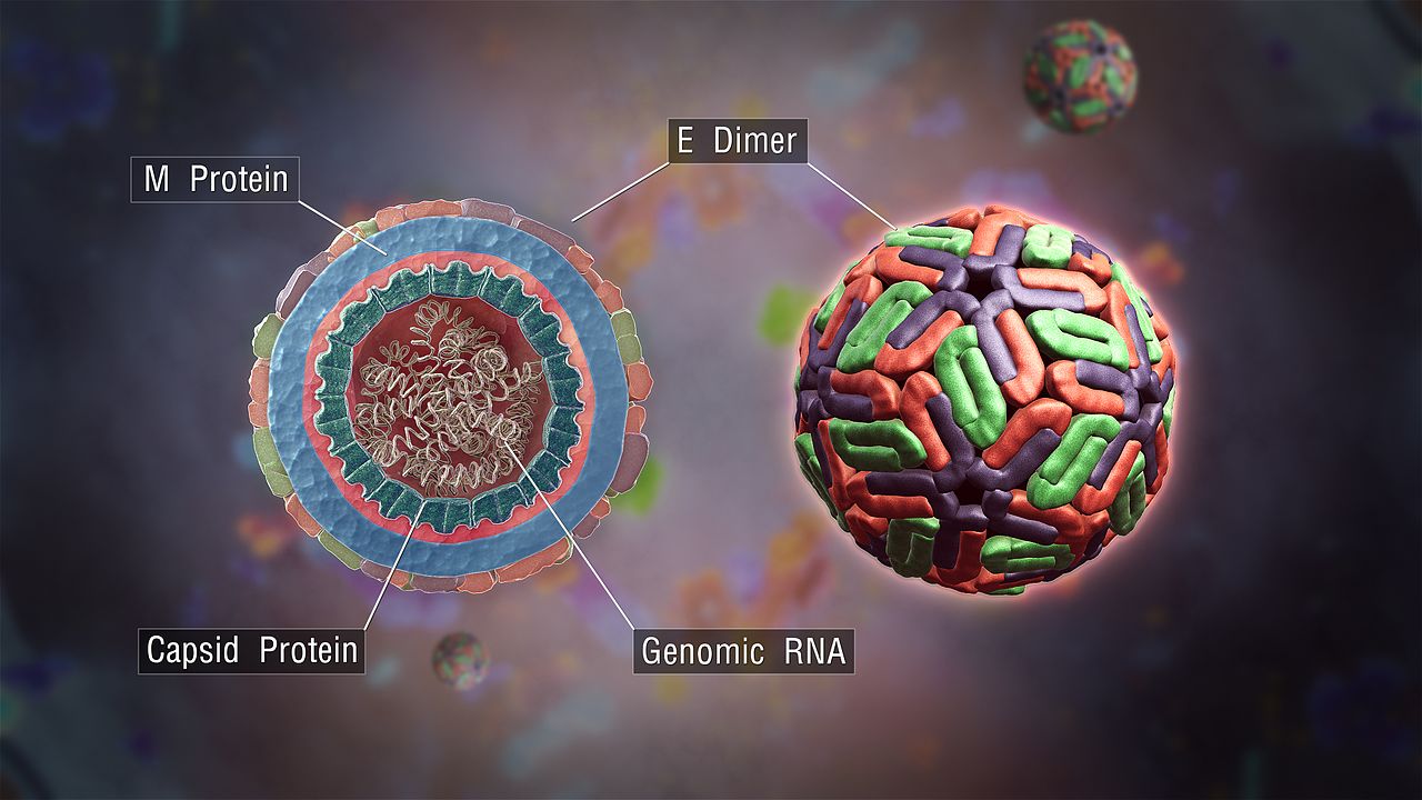 Scientists Identify Protein That Helps Dengue and JE Viruses to Multiply