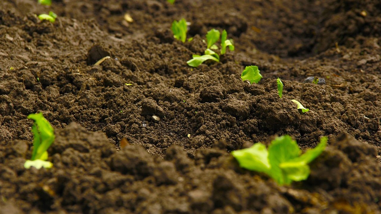 Scientists Isolate Fungi That Can Boost Plant Growth Even Under Less Water Conditions