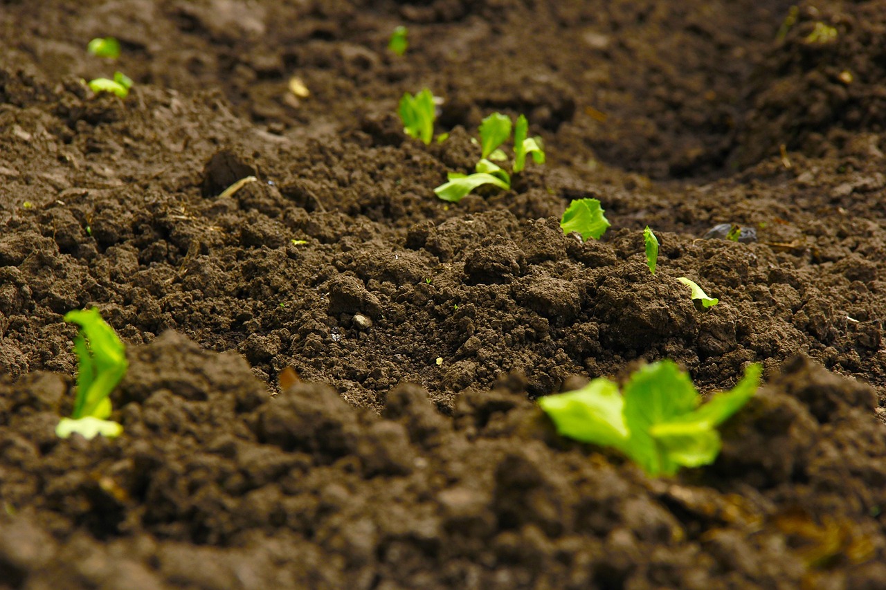 Scientists Isolate Fungi That Can Boost Plant Growth Even Under Less Water Conditions