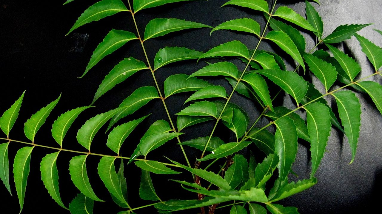 Indian Scientists Find Out How Neem Cells Produce Useful Chemicals