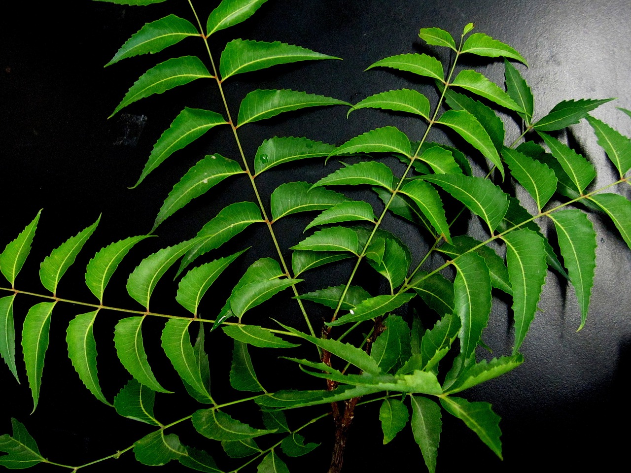 Indian Scientists Find Out How Neem Cells Produce Useful Chemicals