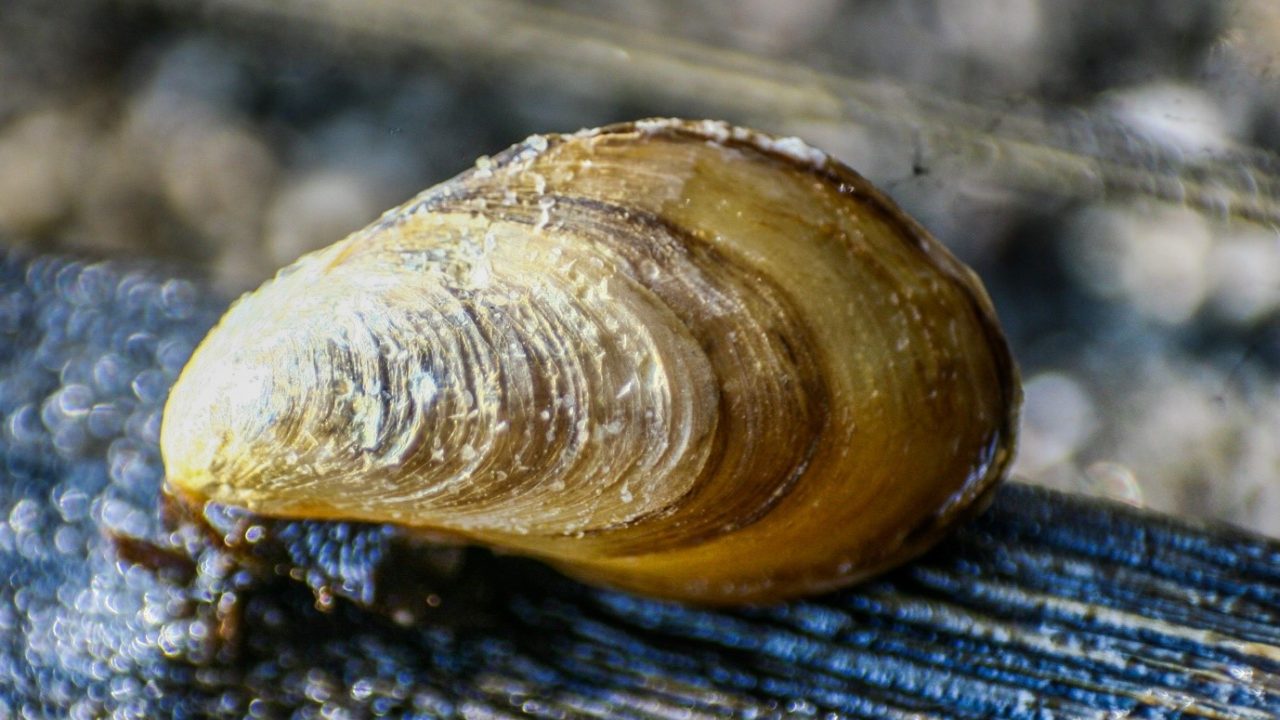 DNA Test Suggests Mussel Pest On Cochin Coast to Be Invasive Foreigner