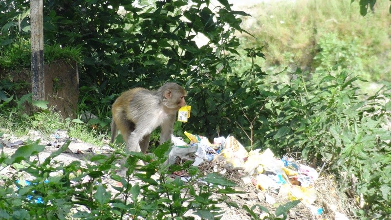 Garbage Dumps Leading to Shift in Food Habits of Wild Animals