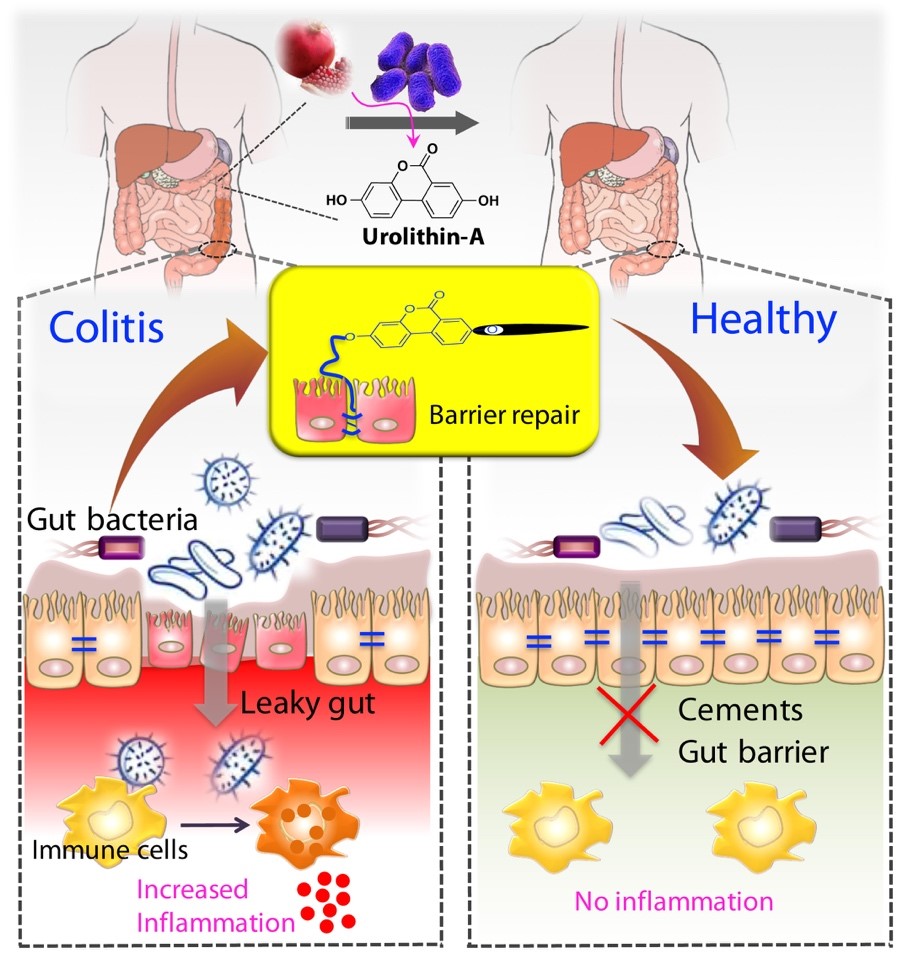 Illustration showing tightening of gut barrier cells and reduced inflammation due to gut metabolite, by Praveen Kumar Vemula, inStem, India.