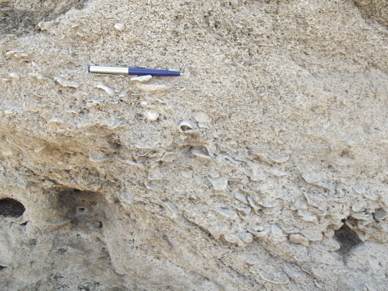 Miliolite with oyster shells indicating a typical marine deposition