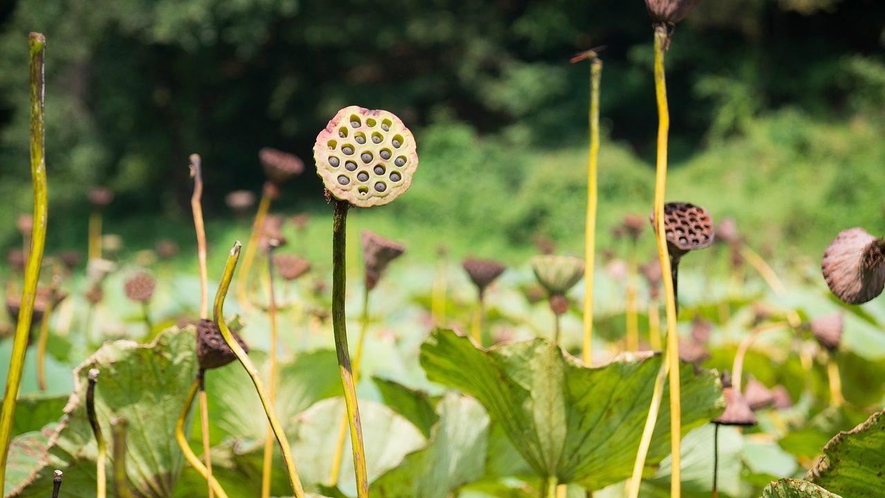 Biodegradable Film Developed from Whey, Isabgol and Lotus Stem Starch