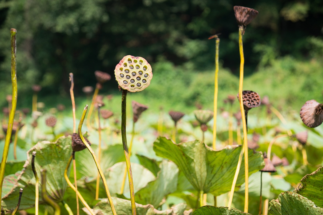 Biodegradable Film Developed from Whey, Isabgol and Lotus Stem Starch