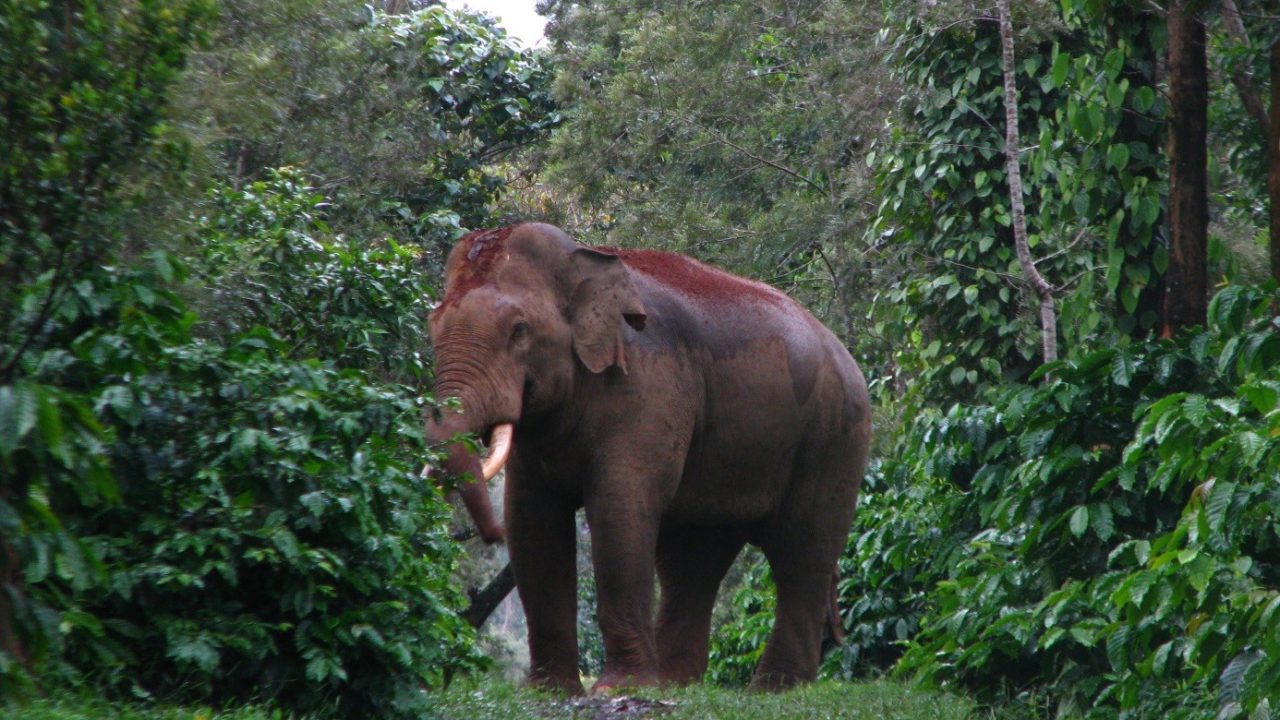 A new tusker in a coffee estate, Hassan (Photo - Vinod)