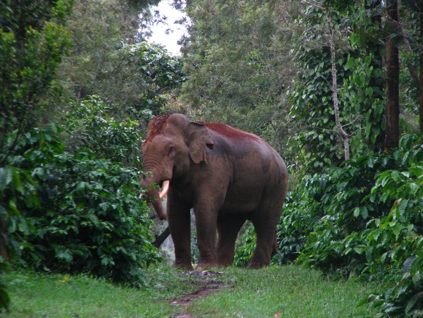 A new tusker in a coffee estate, Hassan (Photo - Vinod)