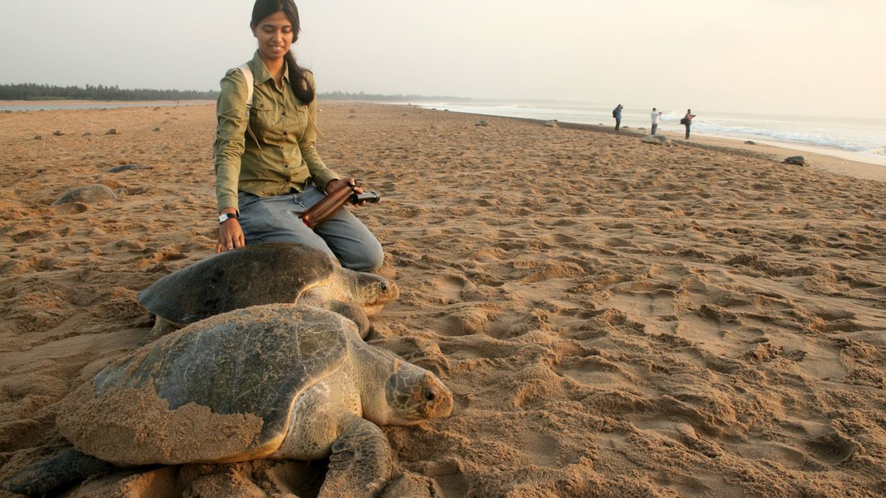 Indian Shark Researcher Gets Global Recognition