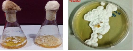 Mycelial growth of fungus in absence of host factor from wheat (left) and its growth in its presence (right).