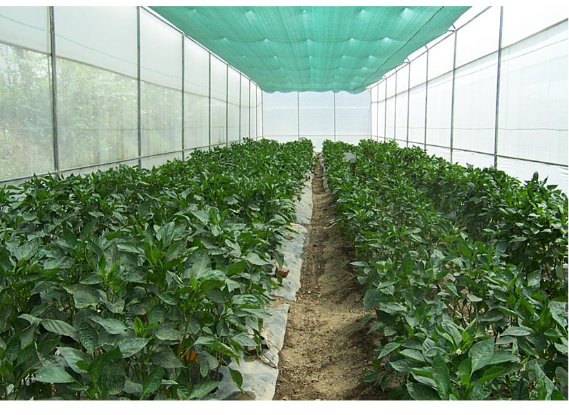Protected cultivation of capsicum, Photo - SD Sharma