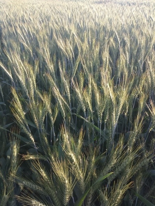 A close up of the wheat crop