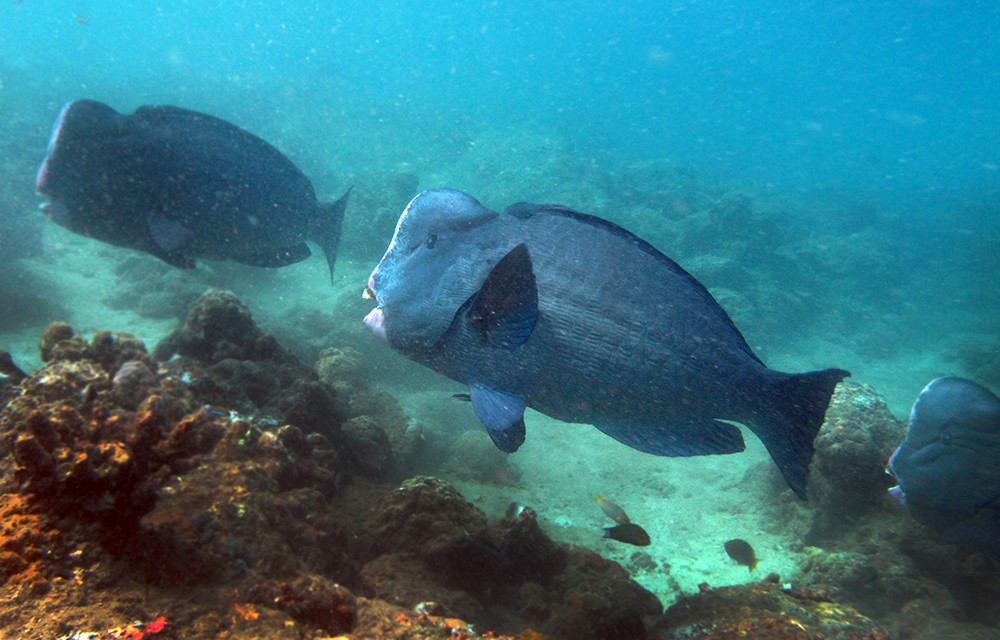 Bumphead parrotfish of Nicobar Islands (Photo Vardhan Patankar)