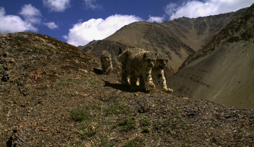 Snow leopard caught in a camera trap