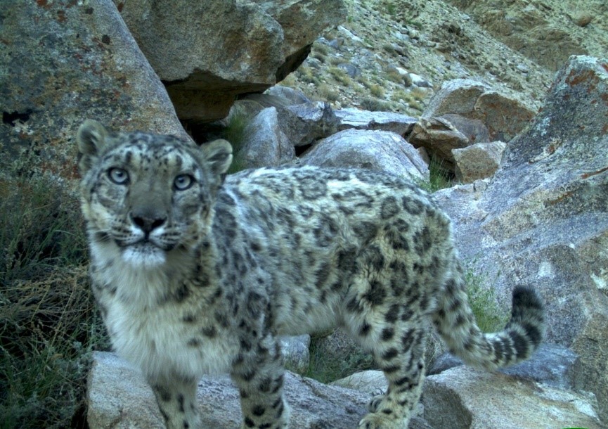 Snow leopard caught in a camera trap1