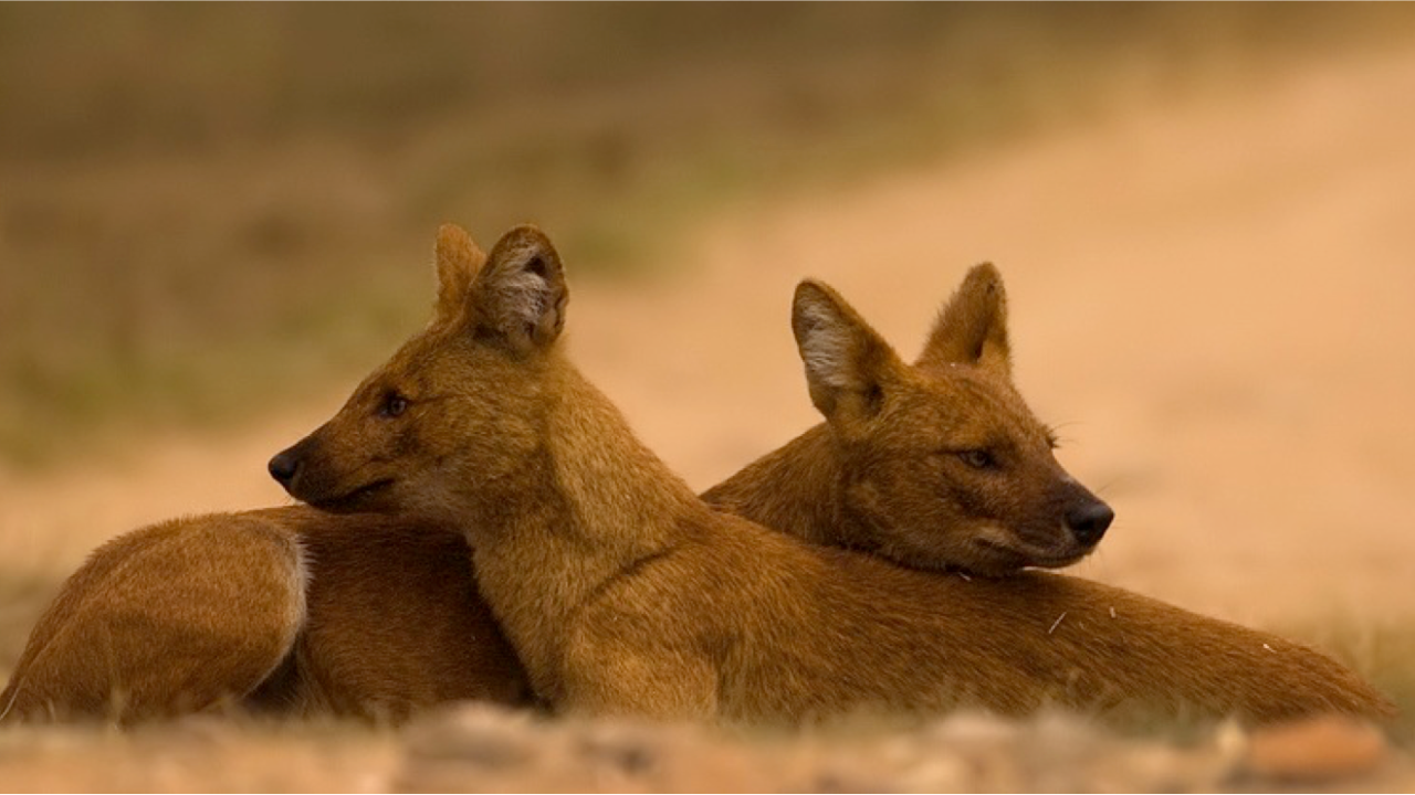 Study Finds Gaps in Conservation Efforts in Western Ghats