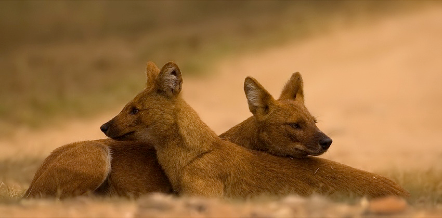 Study Finds Gaps in Conservation Efforts in Western Ghats