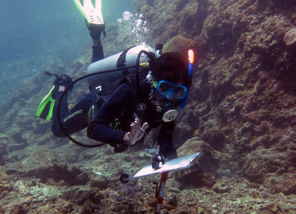 Under water survey being conducted for parrotfish