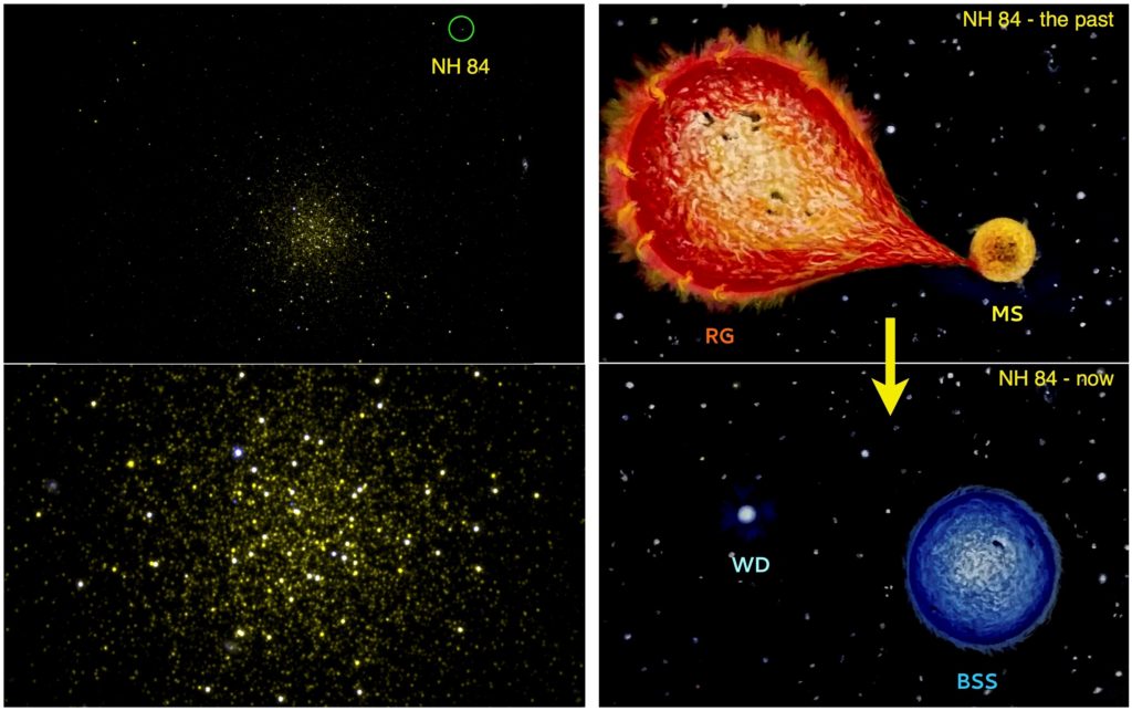 Astrosat image of Globular Cluster NGC 5466 with NH 84 marked (top left); zoomed-in version (bottom left). Artistic representation of NH 84 showing how MS swallowed up outer layers of its companion in its enlarged Red Giant phase (top right). The companion becomes White Dwarf (bottom right) while the first star becomes massive and bluer. [Credit: Snehalata Sahu and team]