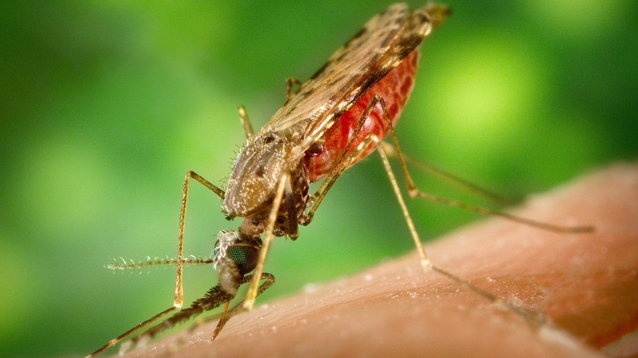 New Coordinated Effort for Malaria Research Unveiled