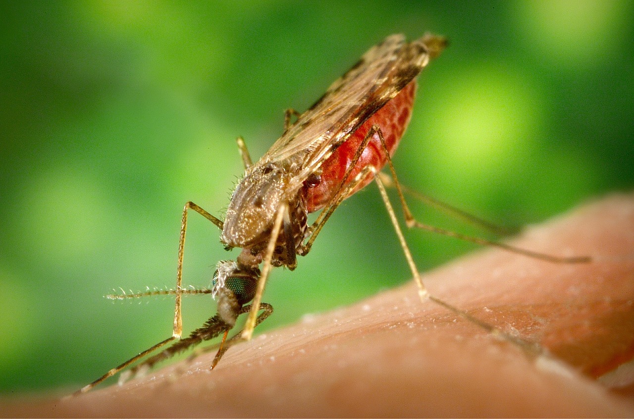 New Coordinated Effort for Malaria Research Unveiled