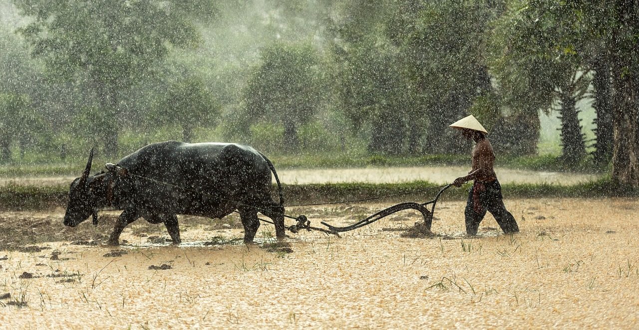 Scientists Develop Salt Tolerant Rice Variety