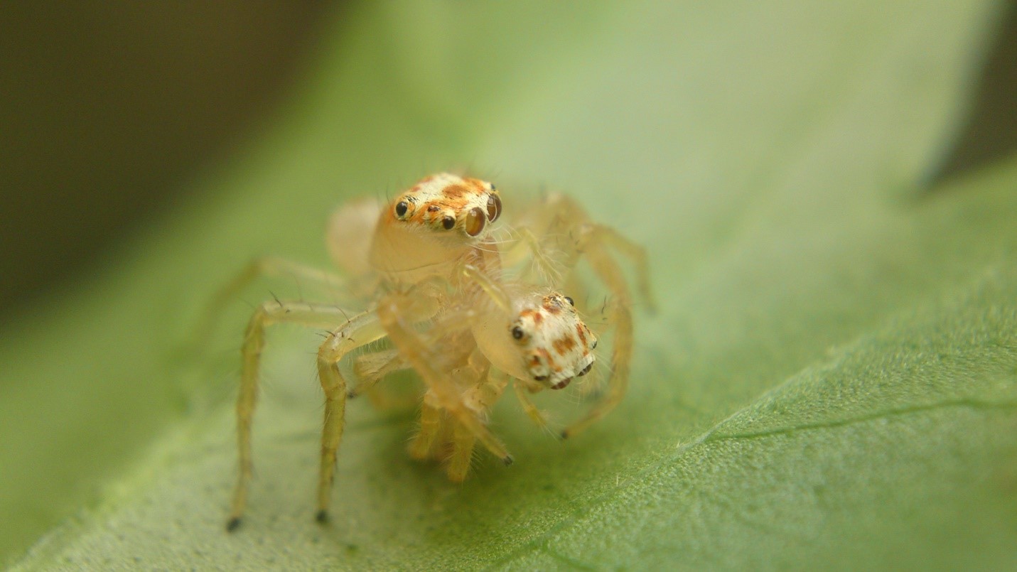 Telamonia exhibiting araneophagy (Photo Somnath Kumbhar)