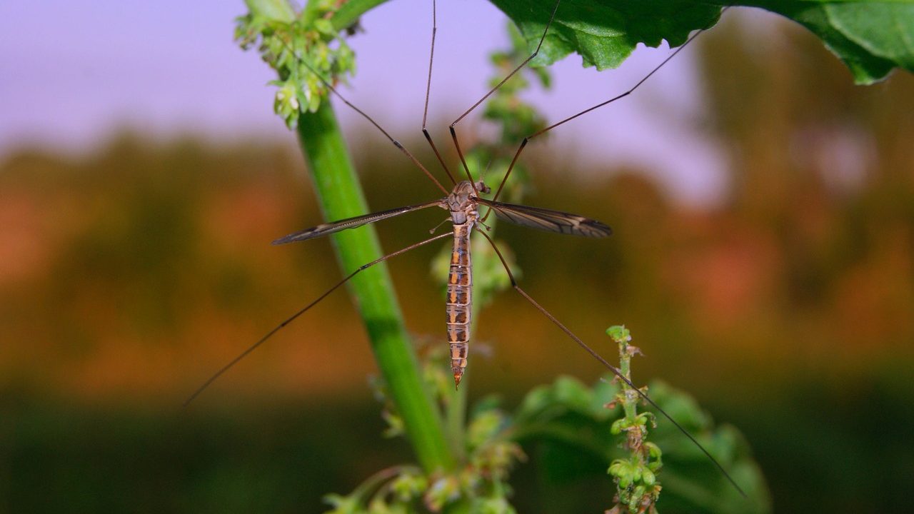 New Mosquito Repelling Molecule Identified