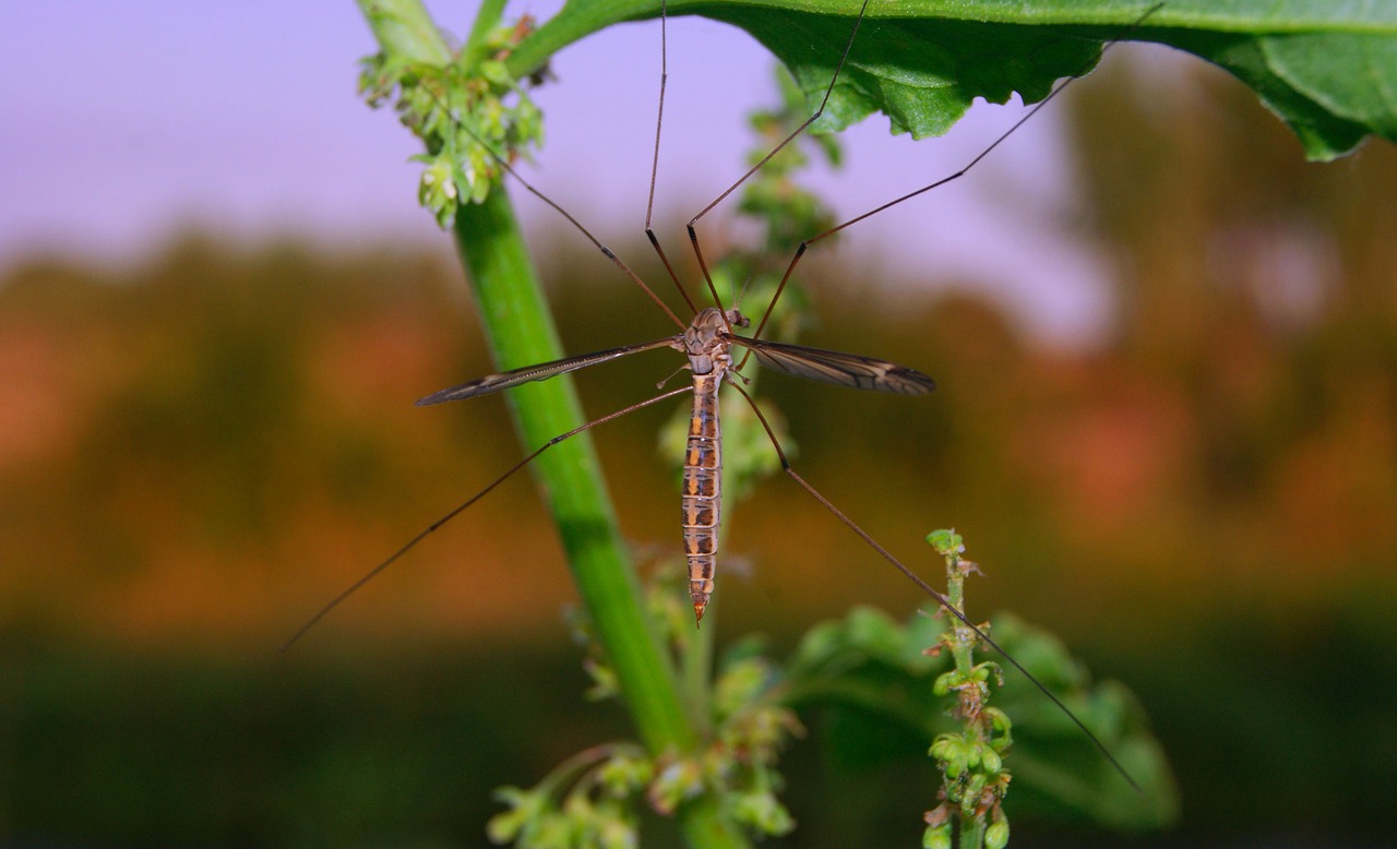 New Mosquito Repelling Molecule Identified