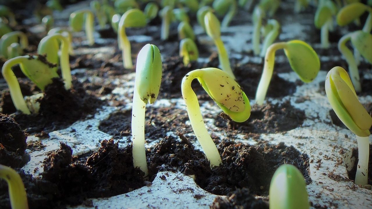 Scientists Move A Step Closer To Drought-Tolerant Soybean Variety