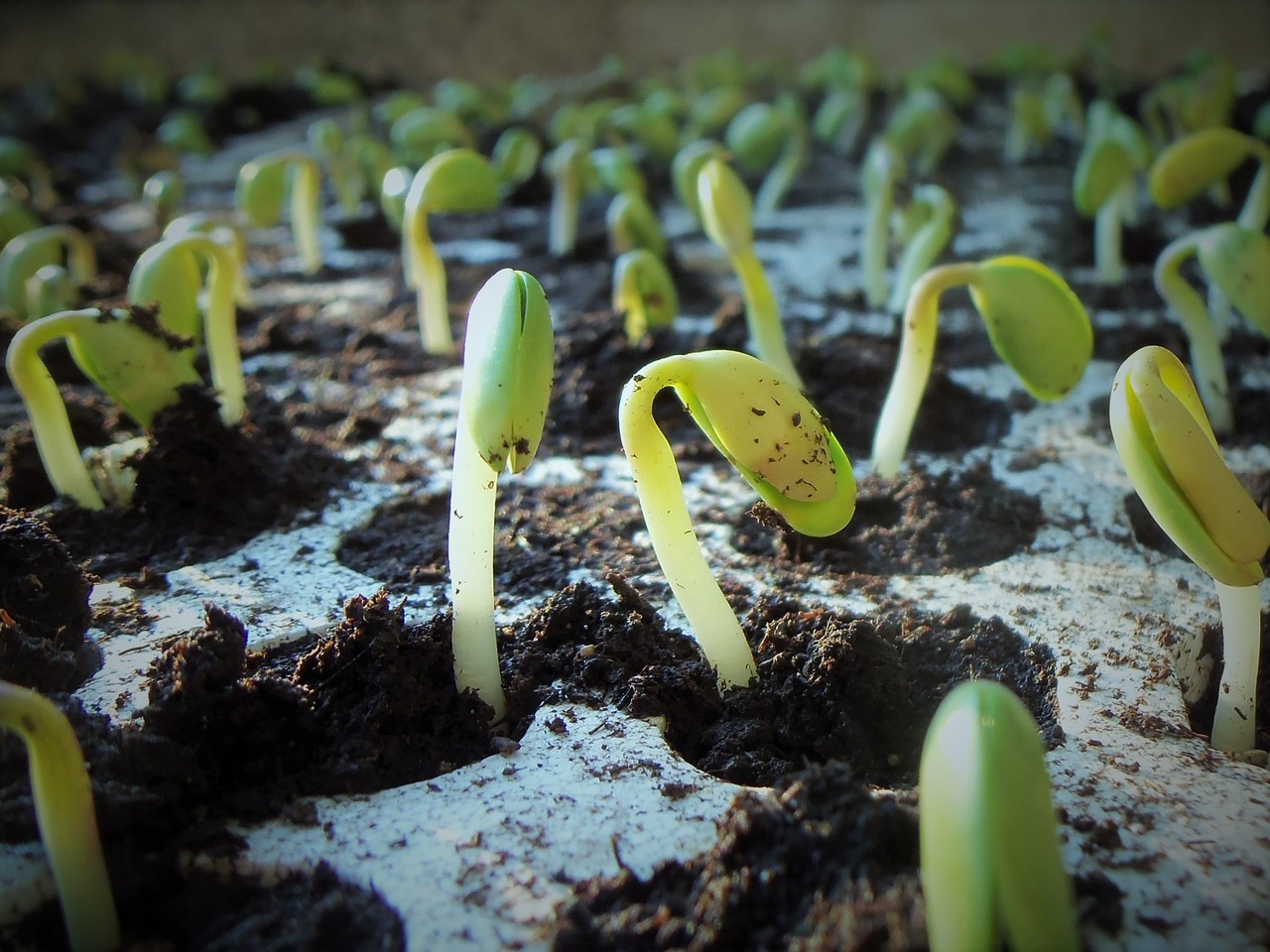 Scientists Move A Step Closer To Drought-Tolerant Soybean Variety