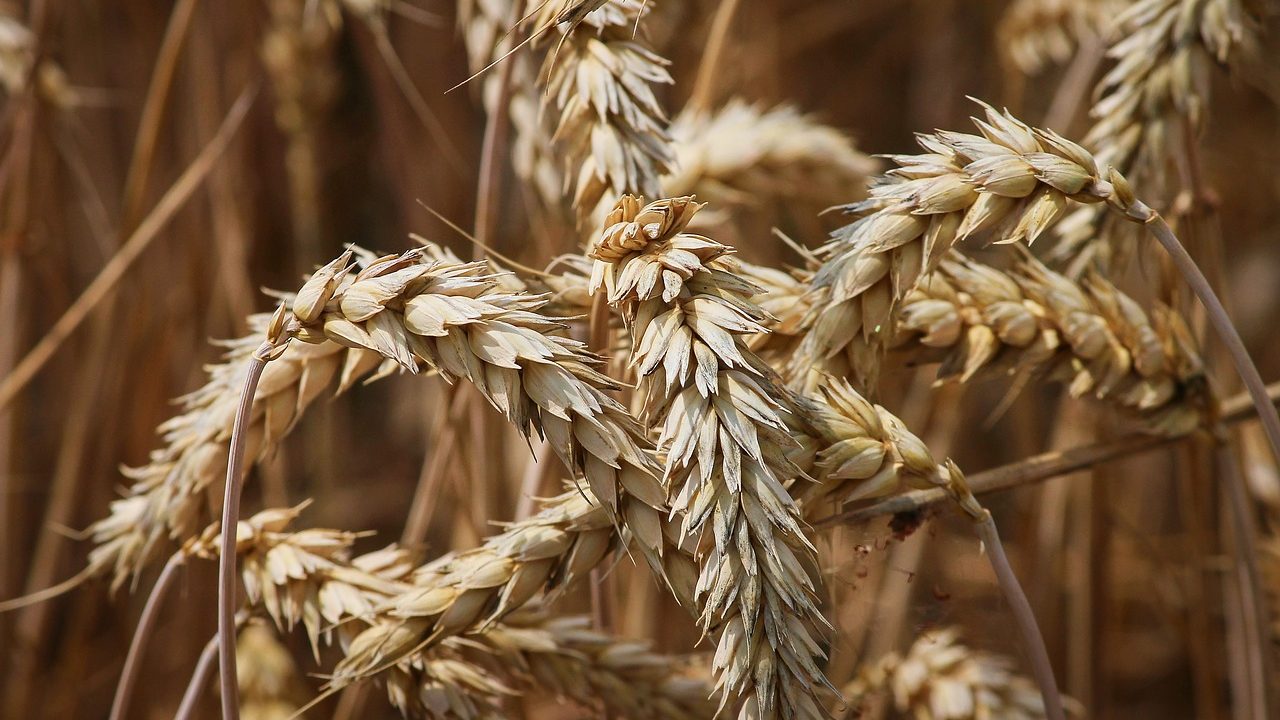 Wheat Varieties Susceptible To New Strains Of Yellow Rust Fungus